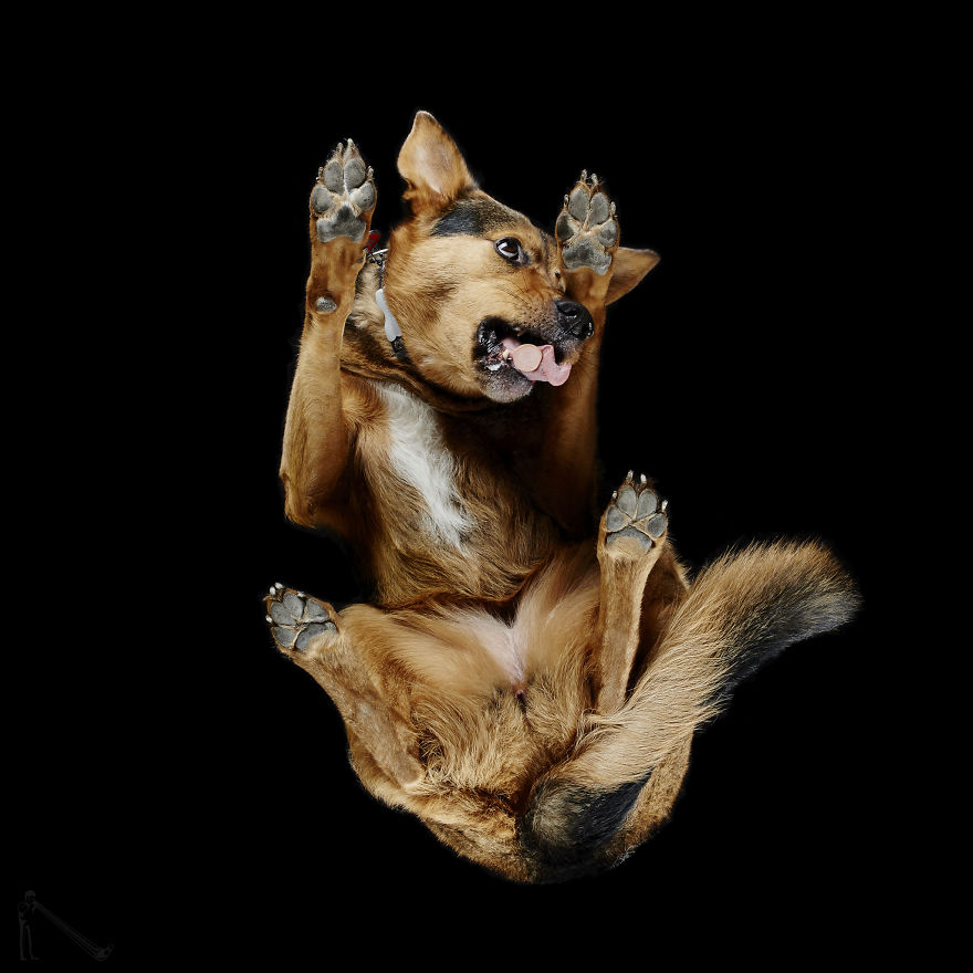 Under-dogs: I Photograph Dogs From Underneath