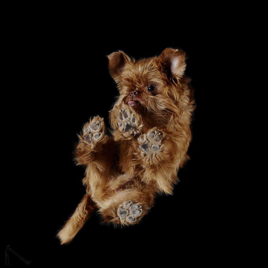 Under-dogs: I Photograph Dogs From Underneath