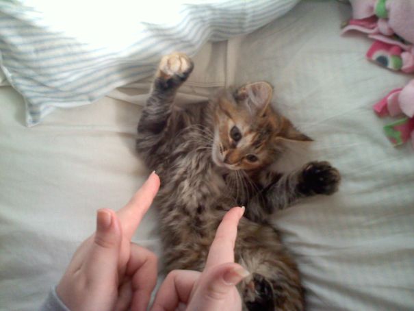 It Wasn't Me! I'm Too Cute!