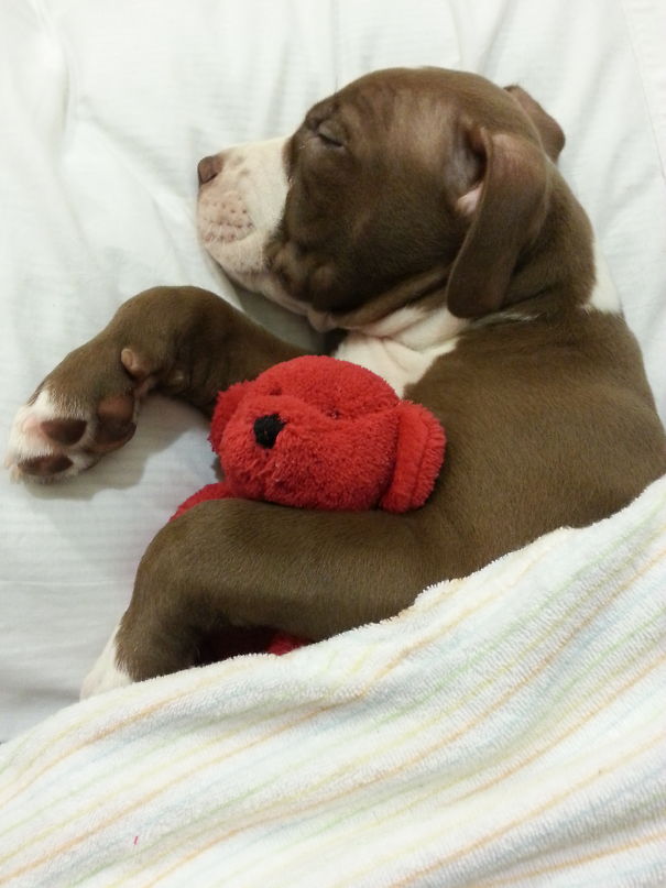 Charles And His Bear