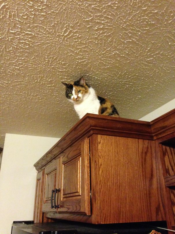 You Has Not Dusted Up Here For Awhile, Has You?