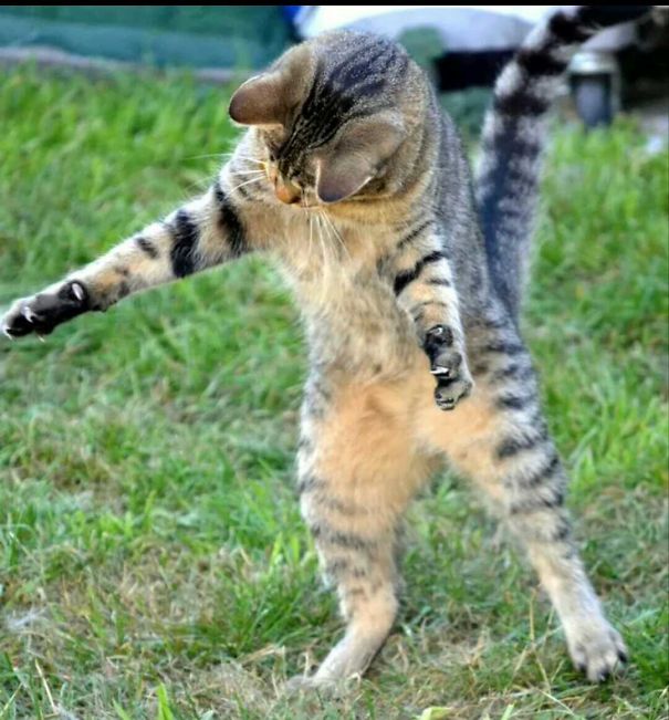 My Cat Telling Tales About The Size Of The Mouse He Caught...