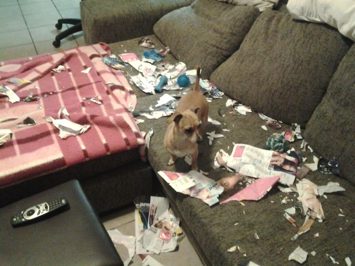 Phoebe Ripped Up My Magazine While I Was Out