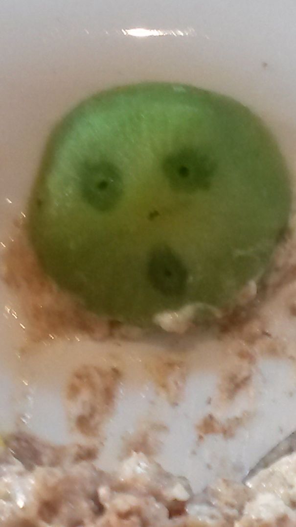 Startled Kiwi