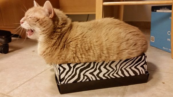 I Told Her She Didn't Fit I That Box.... She Proved Me Wrong!