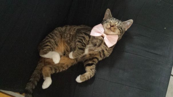 My Princessin (german Cat)