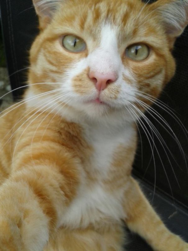 Look, Human. This Is How To Selfie.