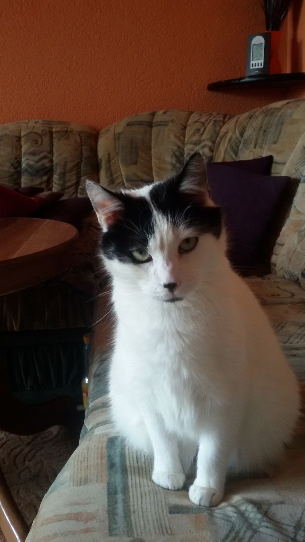 I Was On The Pc And He Just Sat There And Stared At Me Like This...