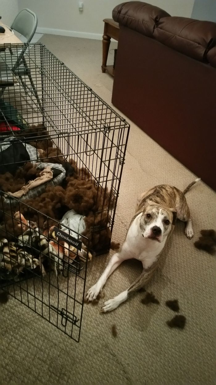 She Got Mad And Tore Up A $40 Bed Because We Left Her For 10 Minutes.