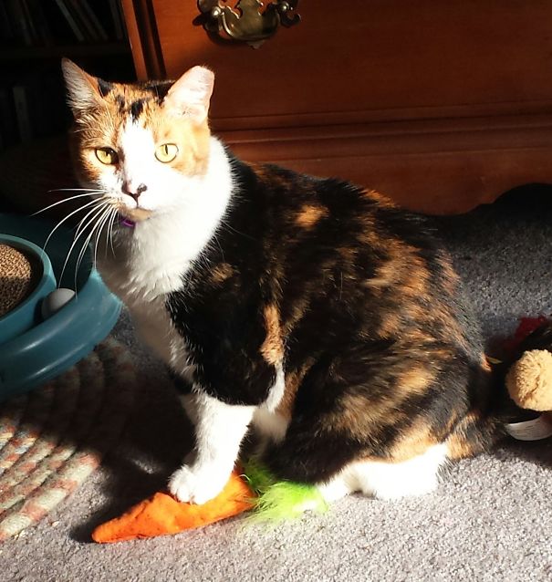 Do Not Touch The Toys