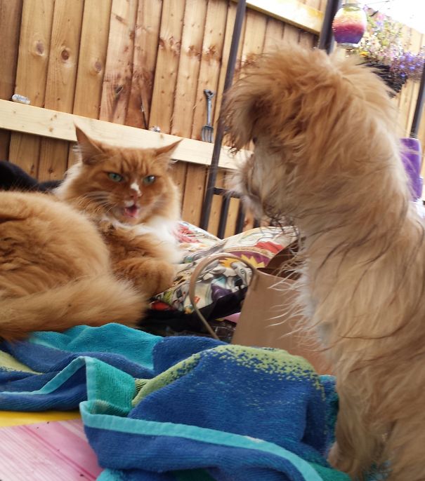 The Puppy Must Die...