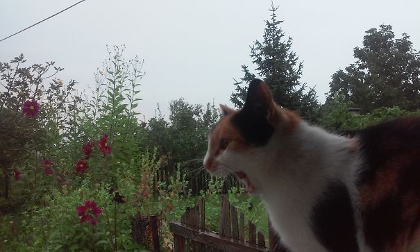 Taking A Bite Of That Door