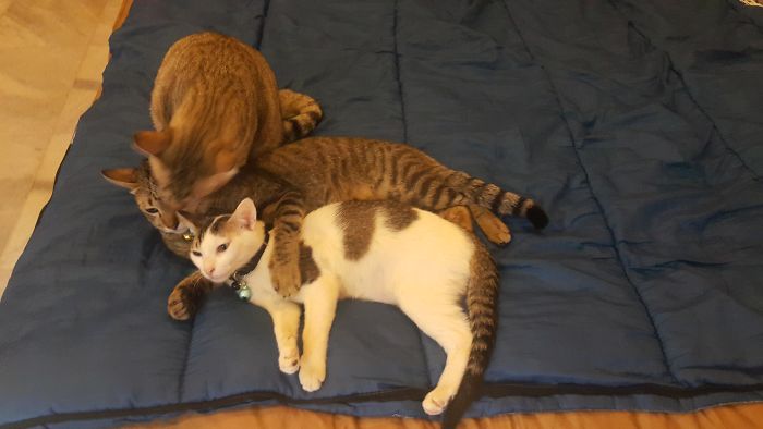 When Mom Isn't Around, They All Cuddle Together While The Big Blind Brother Grooming Each Of His Siblings