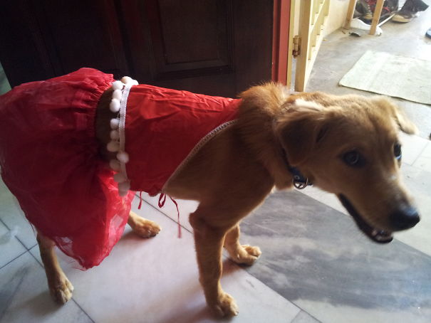 My Daughter Dressing Goldie In Her Old Santarina Costume.