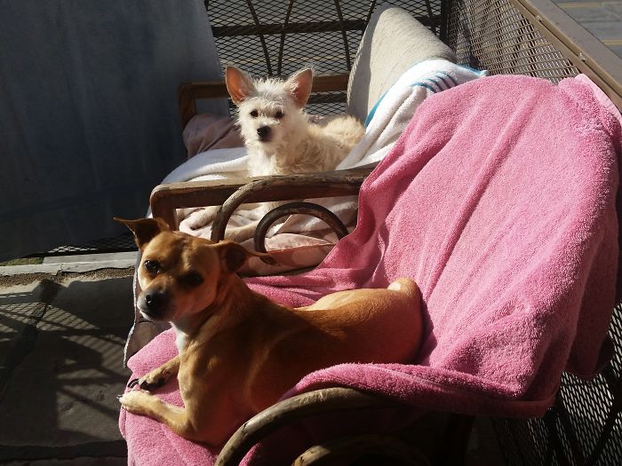 Princess And Player Love Them Very Much