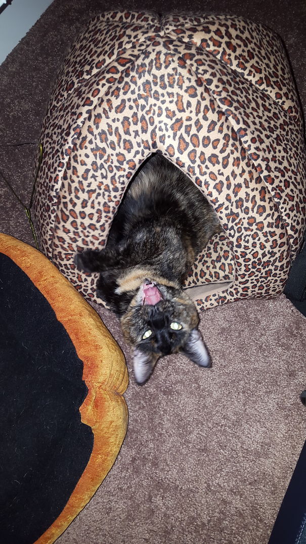 Keep It Down, I'm Sleeping!