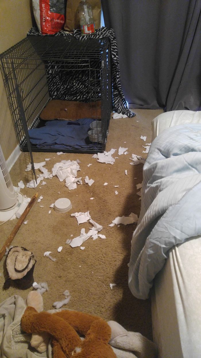 Tip Likes Tp... And Slippers, And Blankets, And Food Bowls...