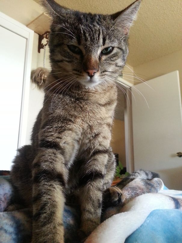 Trying To Will Me To Fill The Cat Bowl