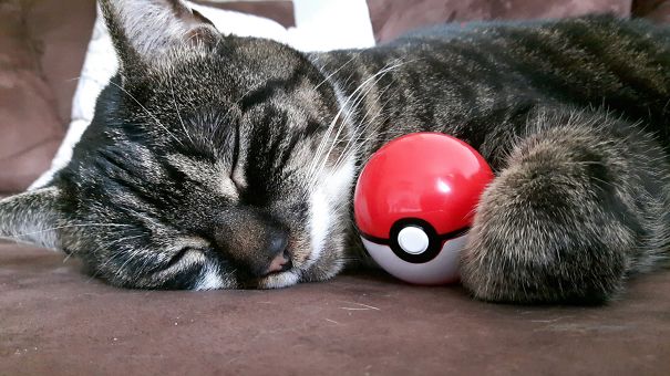 Meowth Refuses To Get Inside Its Pokéball