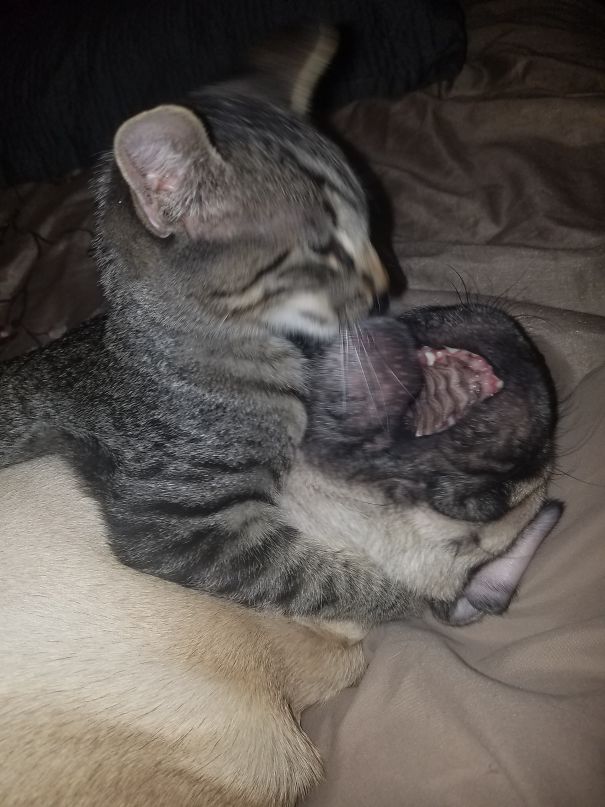 The Dog Has Got To Go!!