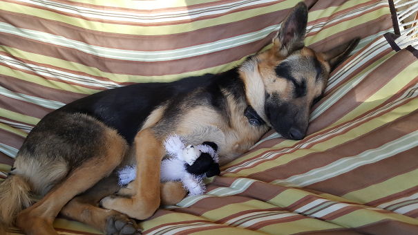 Hammock Buddies For Life!