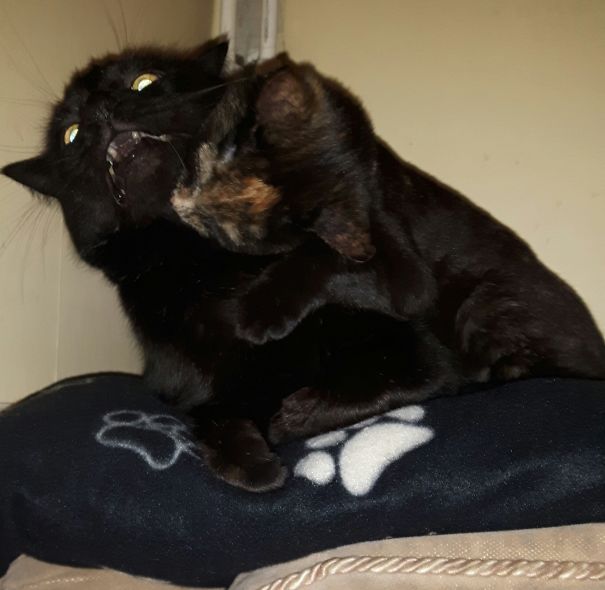 It's Licking Me! Get It Of!