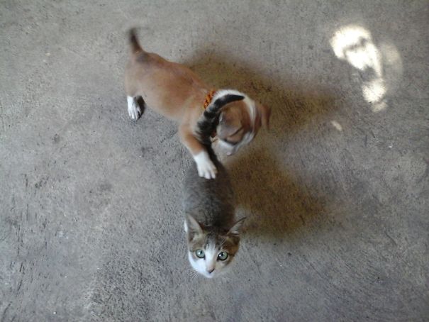 Lend Me Your Butt, Pussycat!