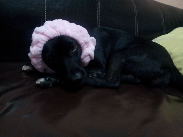 Sometimes We Can't See Duchess On The Sofa, So My Youngest Daughter Did This...