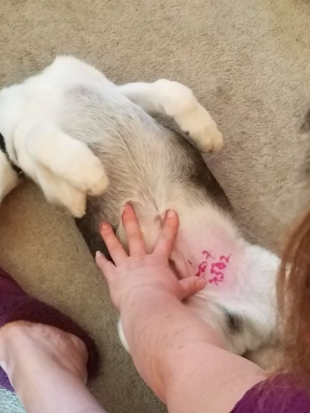 When Your Puppy Keeps Escaping Out Of The Backyard And Managing To Take His Collar Off In The Process...this Is What Happens!