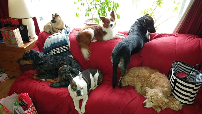 My Three (speckly, Fox Dog, And Frenchie), My Sister's Shepherd, And My Mom's Jack Puggell Terrier And Spaniel! Big Happy Family At Christmas Time!