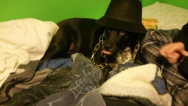 When The Teenager Is Left Alone With The Puppy. .