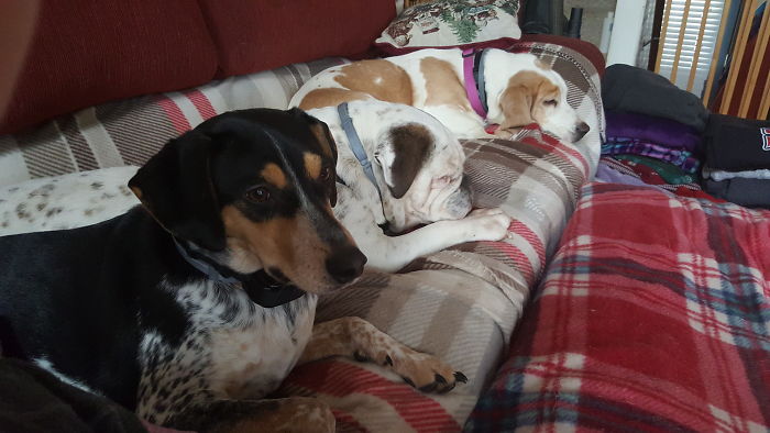 3 Of 7, Everything From 10-55 Lbs. Who Needs Tv?