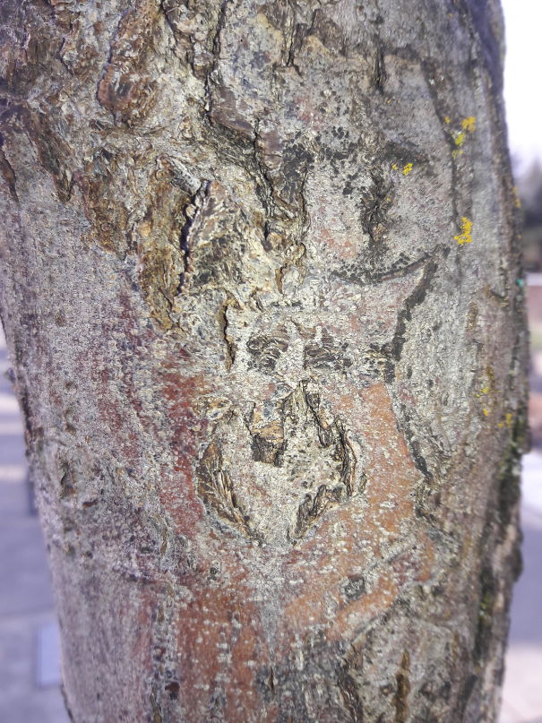 There's A Face In That Tree