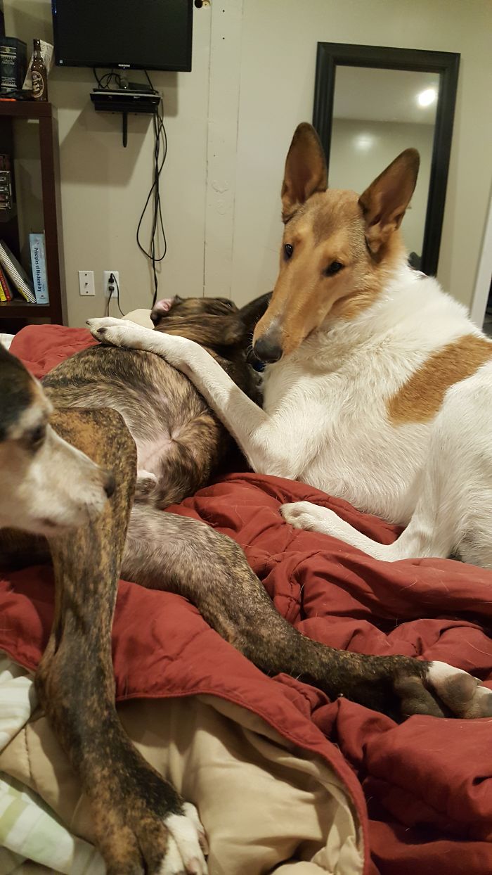 They Always Pick On Each Other When You're About To Go To Sleep