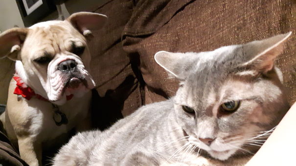 My Cat Jake Is Not Impressed With The New Dog.