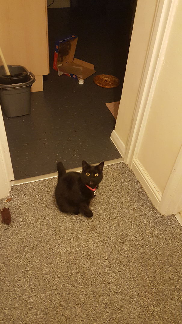 My Dramatic Cat Evie Yelling At Me When I Caught Her Eating A Hole In My Pizza