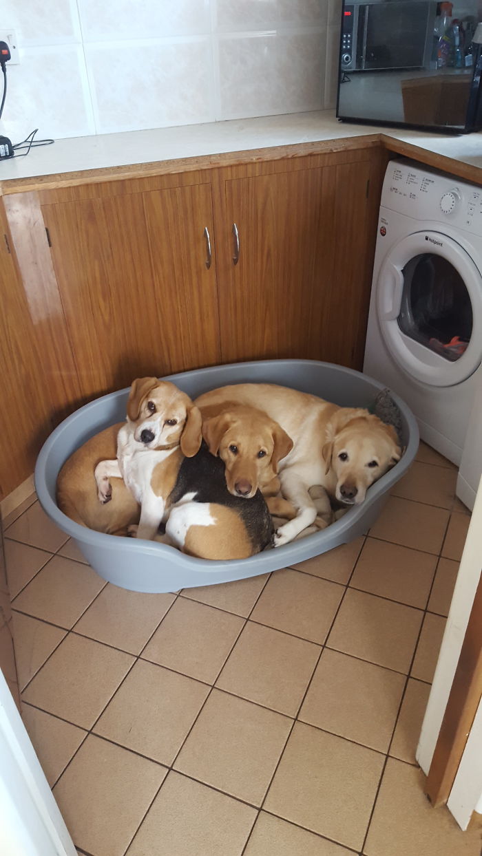 My Pack All Snuggled Up 💕