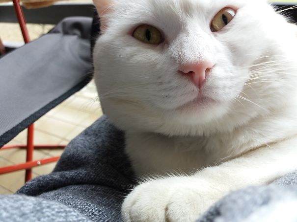 What Did You Say Hooman??!!!