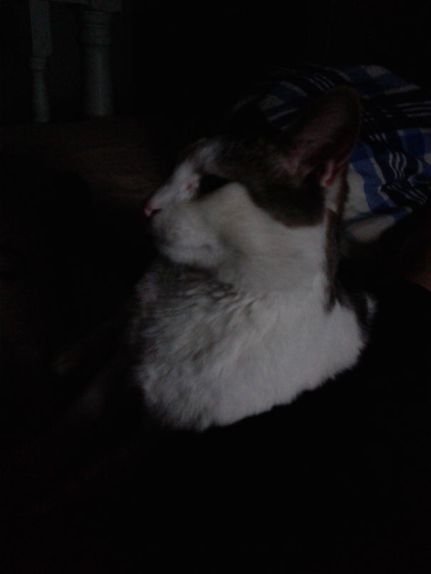 This Is How You Shall Make My Statue