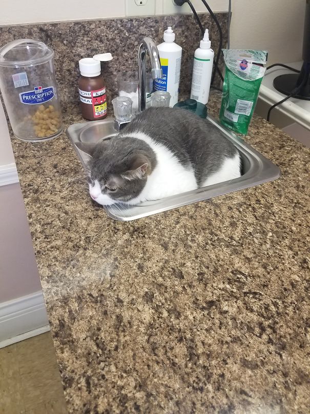 He's Hiding From The Vet, So Dramatic