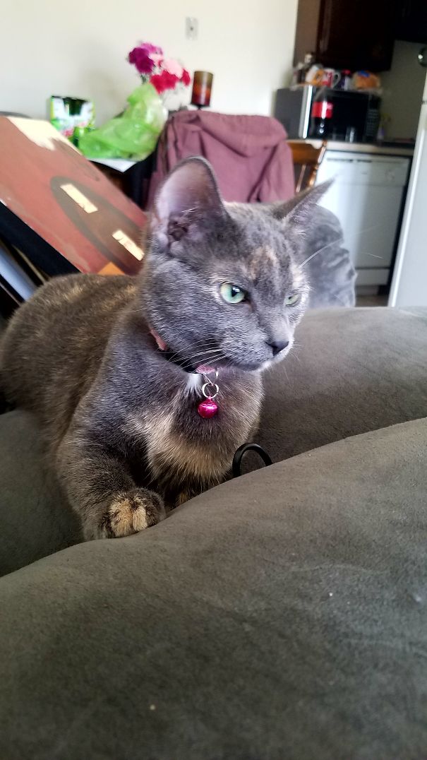 My Cat Gave Me This Look When I Wouldn't Give Her Some Of My Ice Cream