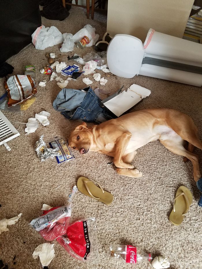 My Lab Has An Alter Ego....destroctopuppy!