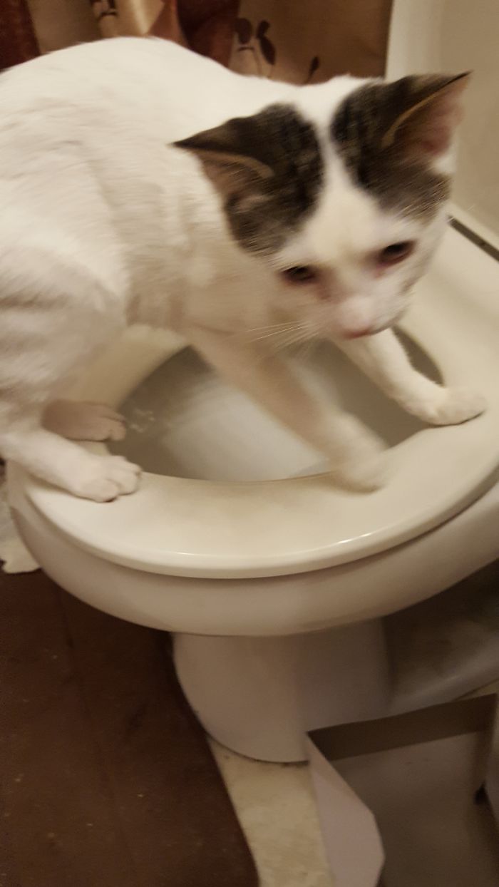 His Bowl Did Not Have The Right Water To Drink.