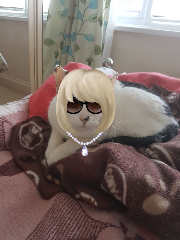 My Cat Has Suddenly Become A Model...