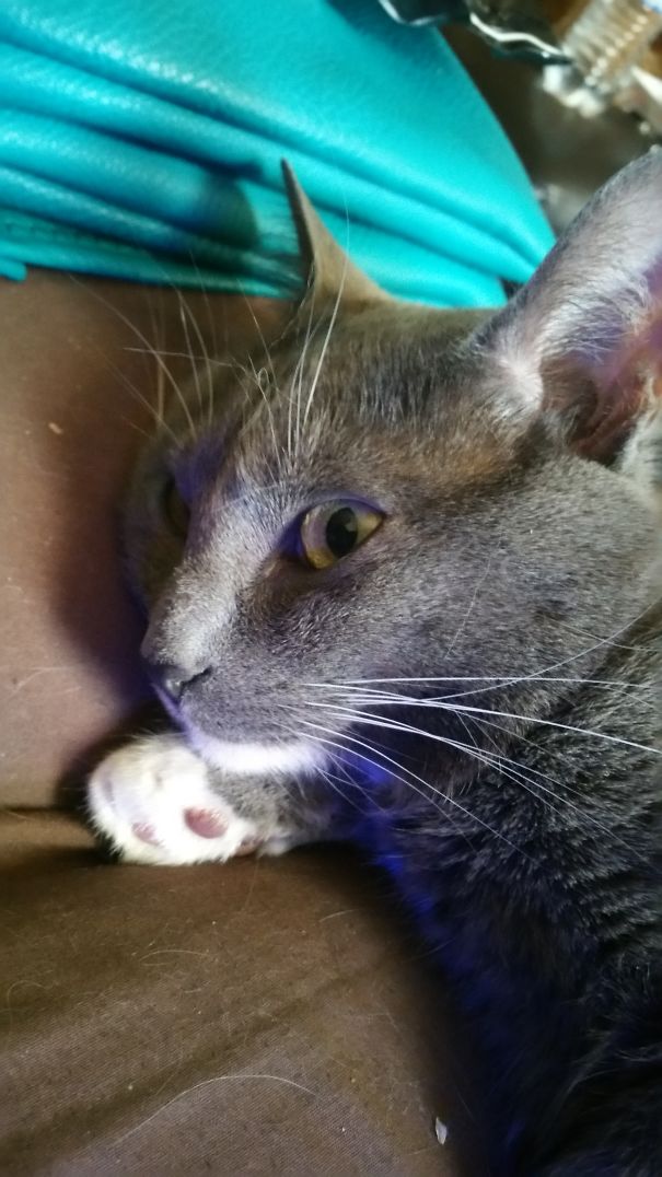 Silently Plotting The Dog's Demise