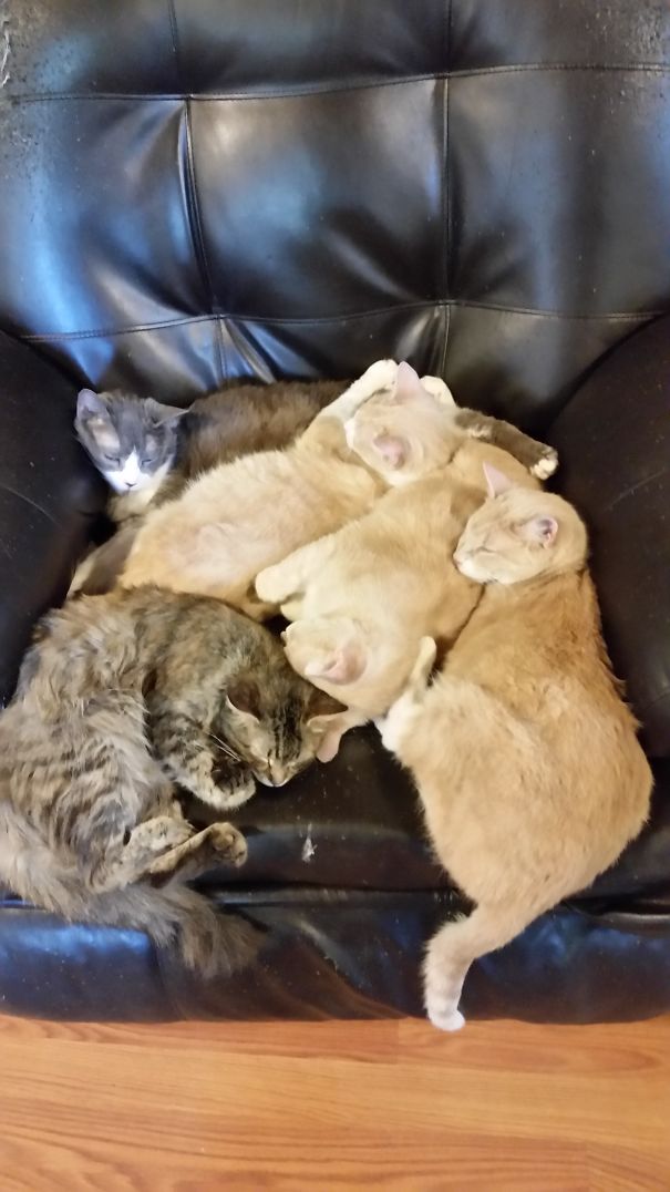 I Left My Chair For 5 Minutes, This Is What I Come Back To.