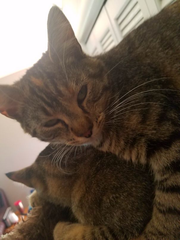 I Feel Like My Cat Is Threatening Me