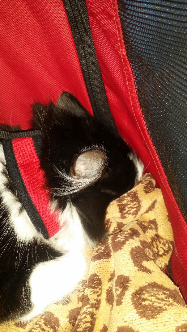 Sulking All The Way To The Vets.