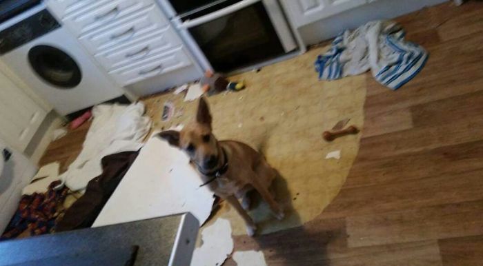 We Spoke About Getting New Flooring For The Kitchen And I Guess Rio Wanted To Help Lift It What A Good Girl!