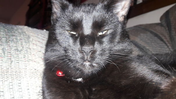 Judgemental Cat Is Judging You...and Is Sick Of Your Crap.